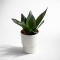 Sansevieria Silver Flame (Whitney)