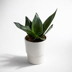 Sansevieria Silver Flame (Whitney)