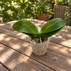 Phalaenopsis Ching Ann Mary 'Green World Blue Cloud'