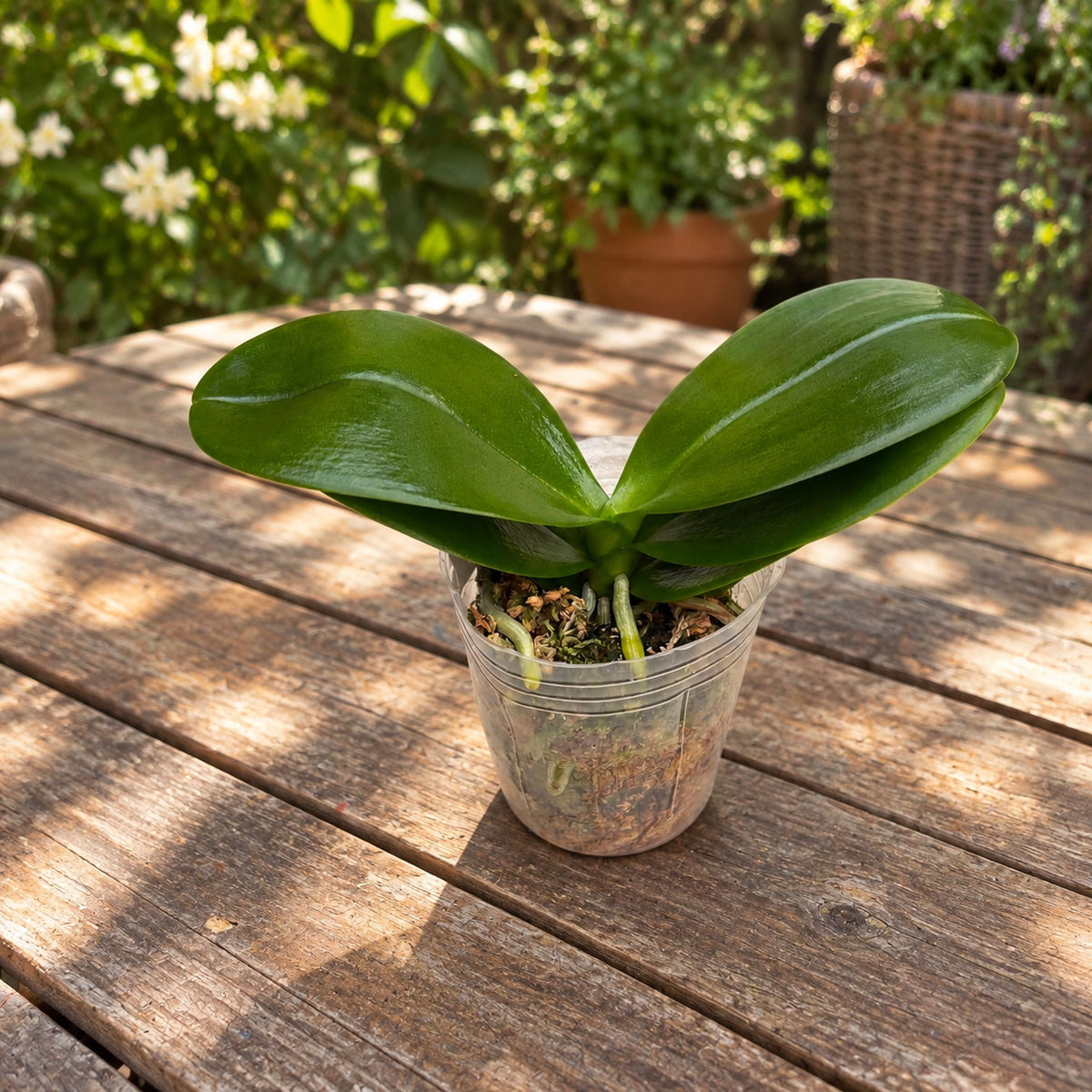 Phalaenopsis Ching Ann Mary 'Green World Blue Cloud'