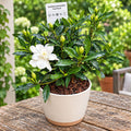 Gardenia Jasminoides 'Fool Proof' ('Leesix'PBR') (vhodná i do zahrady) - intenzivně vonné květy