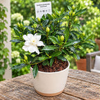 Gardenia Jasminoides 'Fool Proof' ('Leesix'PBR') (vhodná i do zahrady) - intenzivně vonné květy