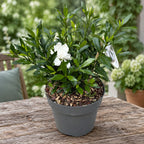 Gardenia Jasminoides 'Fool Proof' ('Leesix'PBR') (vhodná i do zahrady) - intenzivně vonné květy