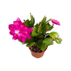 Schlumbergera 'Purple Brazil' (Joulukaktus ciklamin väri)