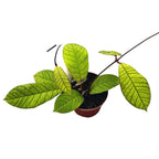 Hoya sp. Sabah (EPC-691)