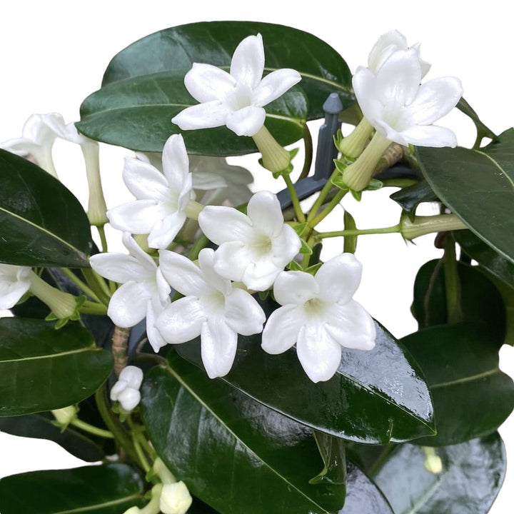 Stephanotis parfumata - Iasomia de Madagascar (Floarea Fericirii)