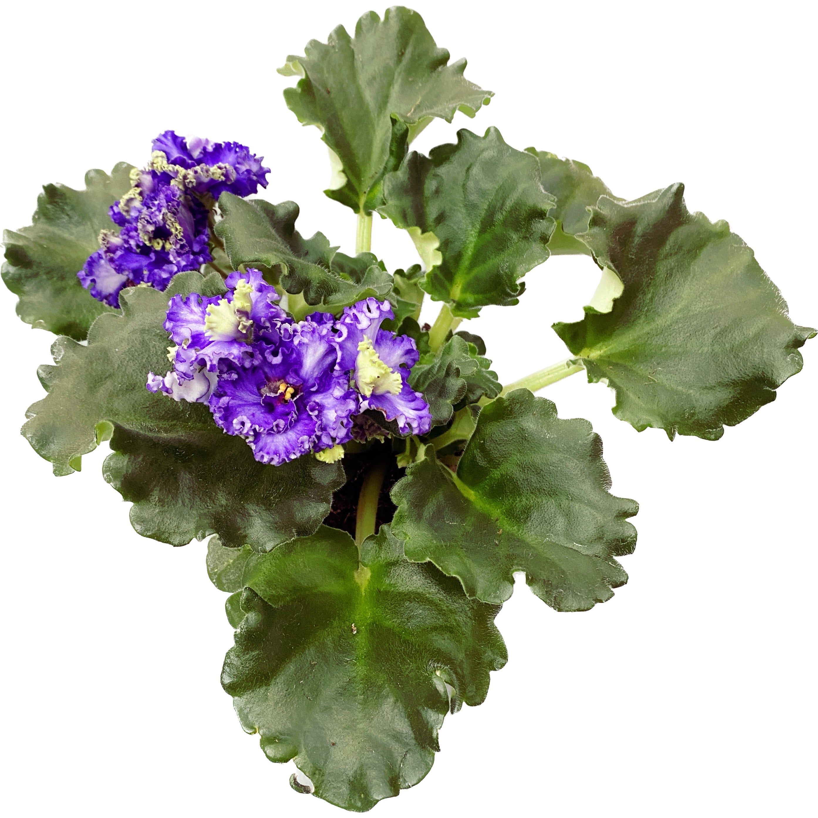 Violete de Parma crete - Saintpaulia 'Curlies Ocean Fi'
