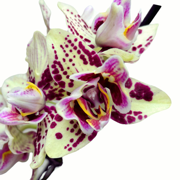 Phalaenopsis OX Sponge Bob (pelorisch – 3 fehlen)