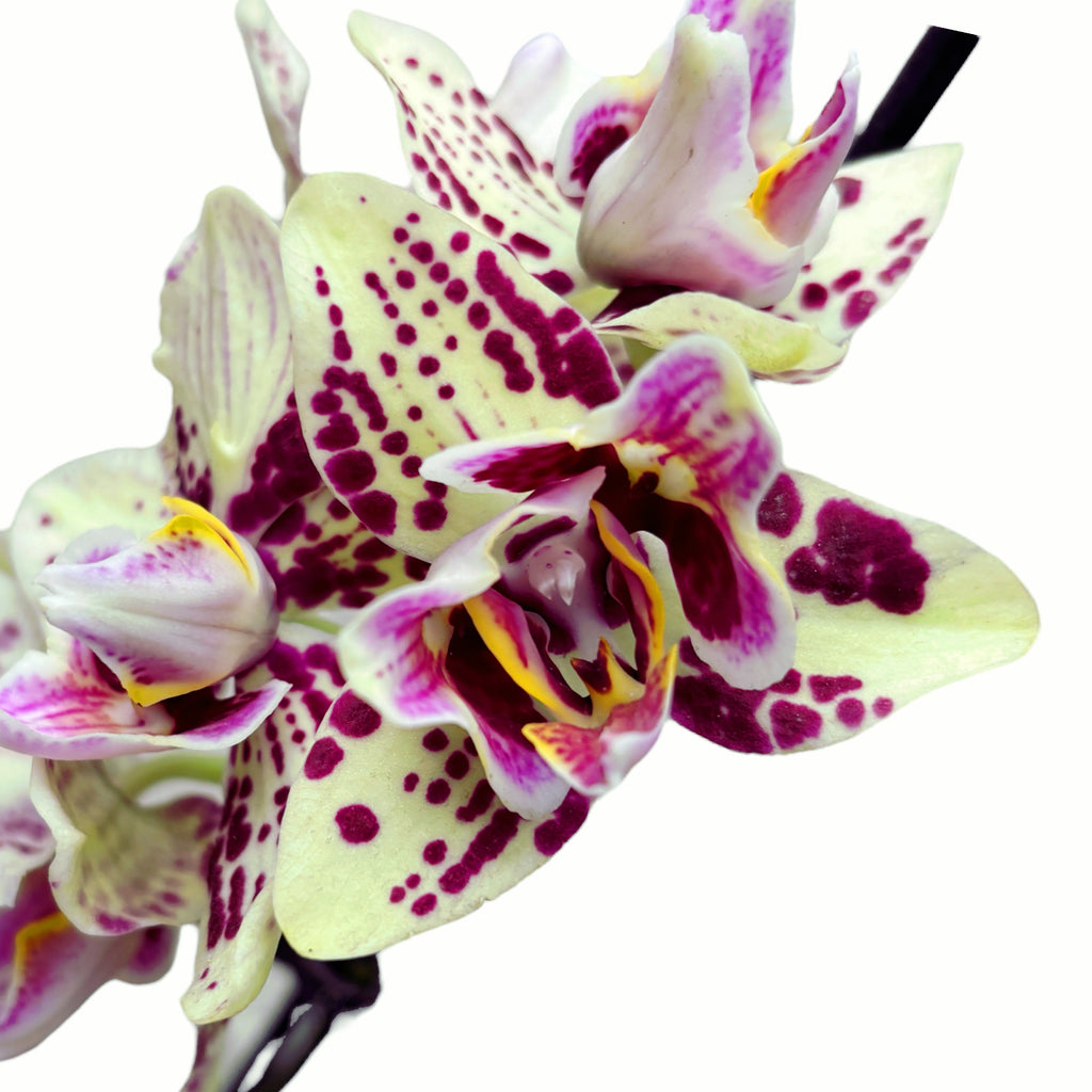 Phalaenopsis OX Sponge Bob (pelorik - 3 usne)