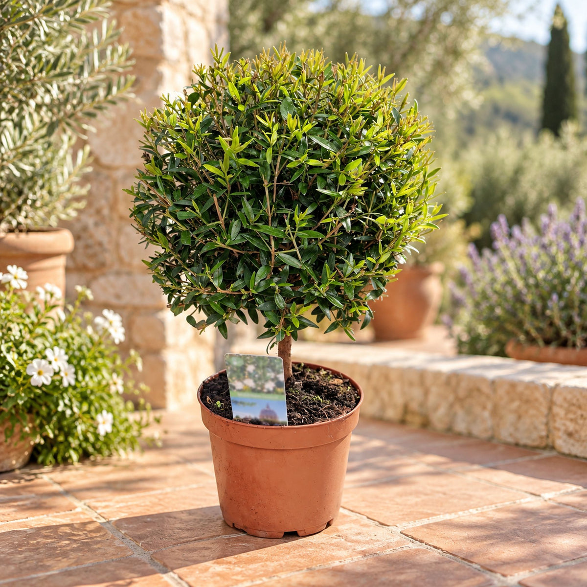 Potted Myrtle (Myrtus communis) – aromatic and decorative Mediterranean plant