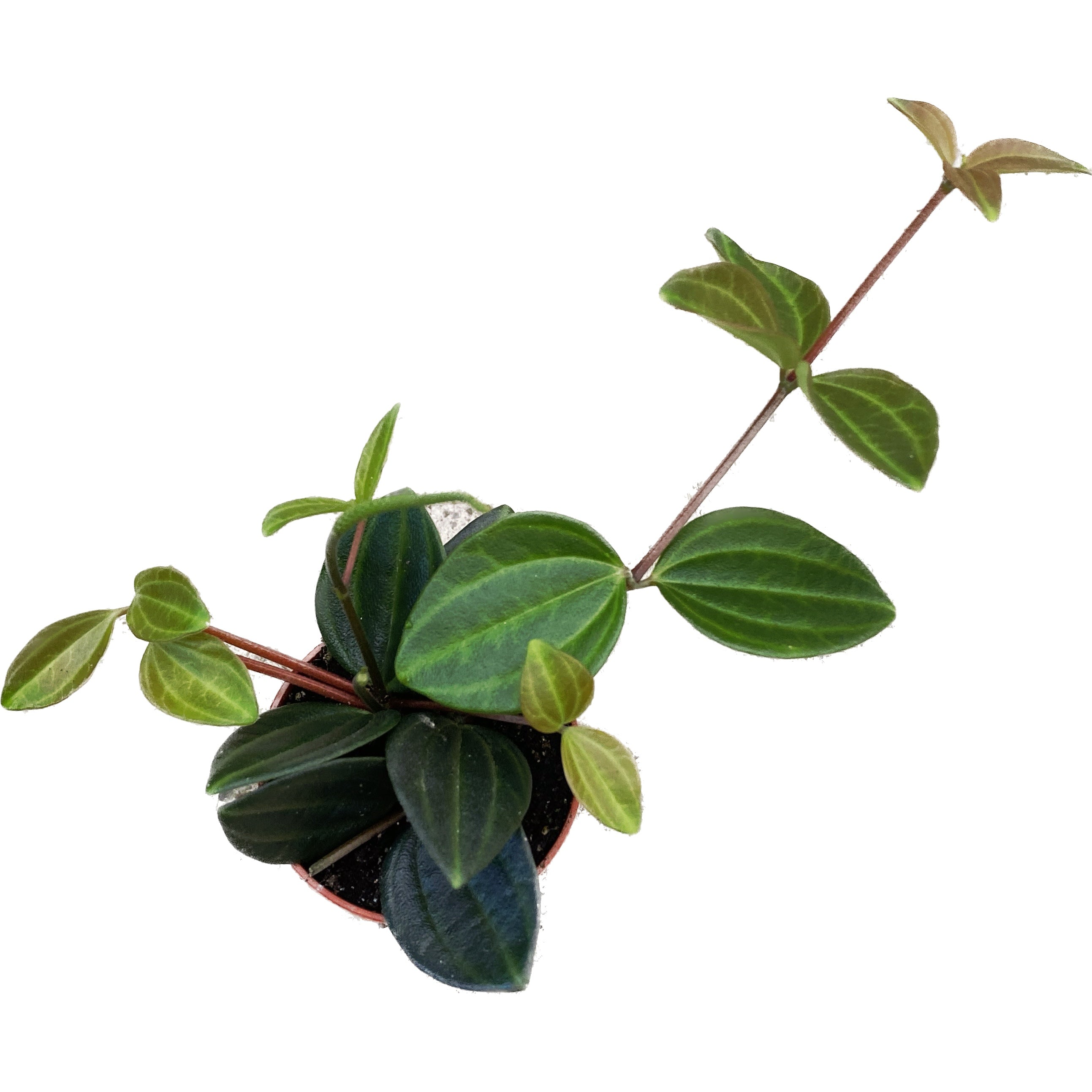 Peperomia angulata 'Rocco Verde'