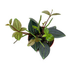 Peperomia angulata 'Rocco Verde'