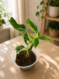 Philodendron Jose Buono - low variegation