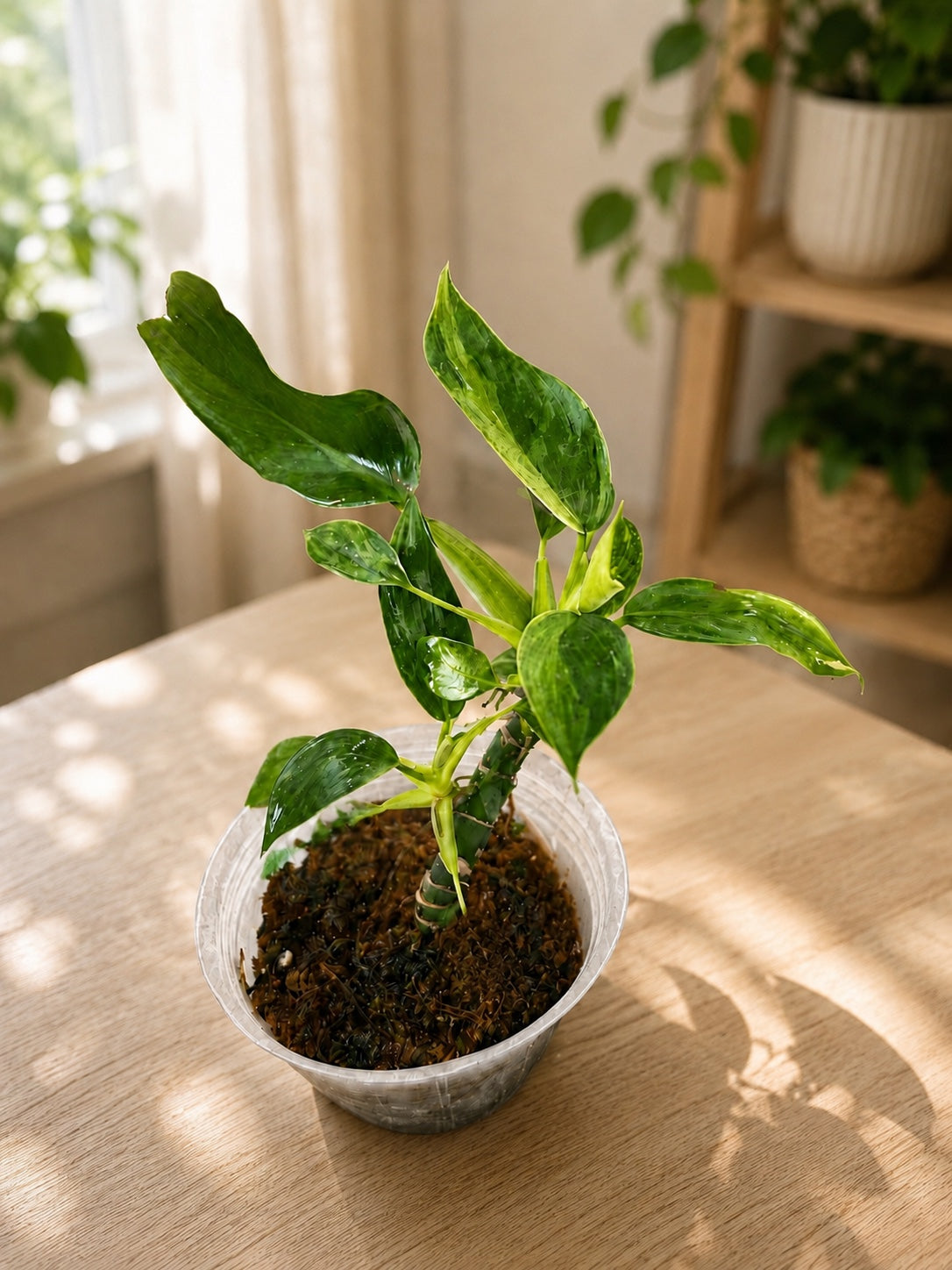 Philodendron Jose Buono - low variegation