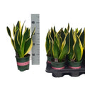 Sansevieria Black Gold - 2 plantes/pot, H40cm