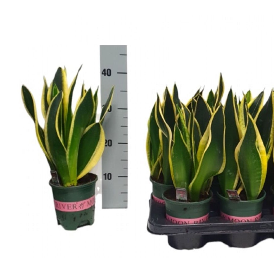 Sansevieria Black Gold - 2 plante/ghiveci, H40cm