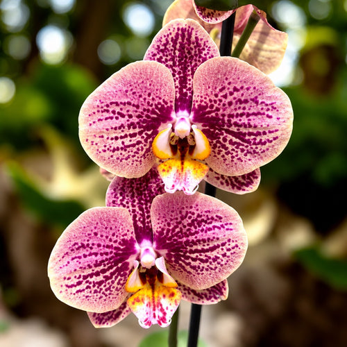 Phalaenopsis Long Pride Berger