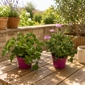 Muscate parfumate - Scented Geranium mix