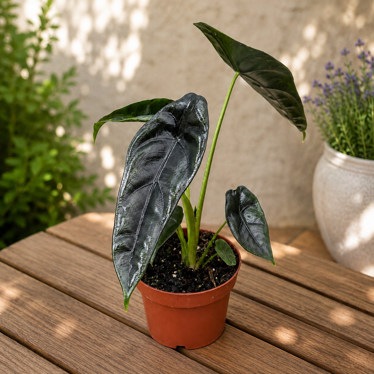 Alocasia venusta