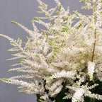 Astilbe mix - planta rezistenta de gradina