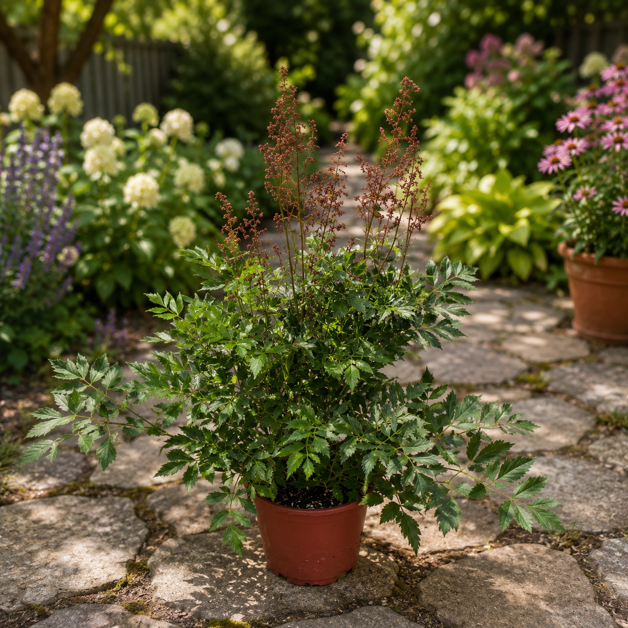 Astilbe mix - planta rezistenta de gradina