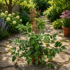 Astilbe mix - planta rezistenta de gradina