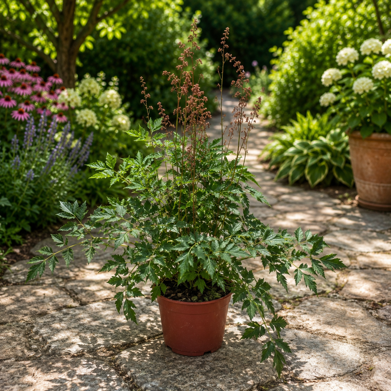 Astilbe mix - planta rezistenta de gradina