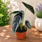 Alocasia venusta