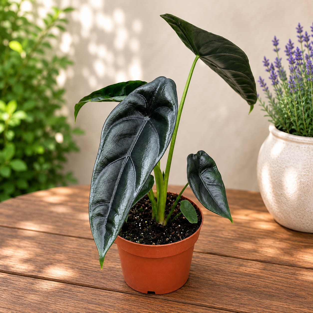 Alocasia venusta
