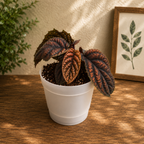 Labisia sp. ‘Vietnam’ - planta tropicala rara cu frunzis texturat