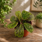 Begonia Blancii Mottled
