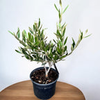 Maslin (Olive tree - Olea Europaea)