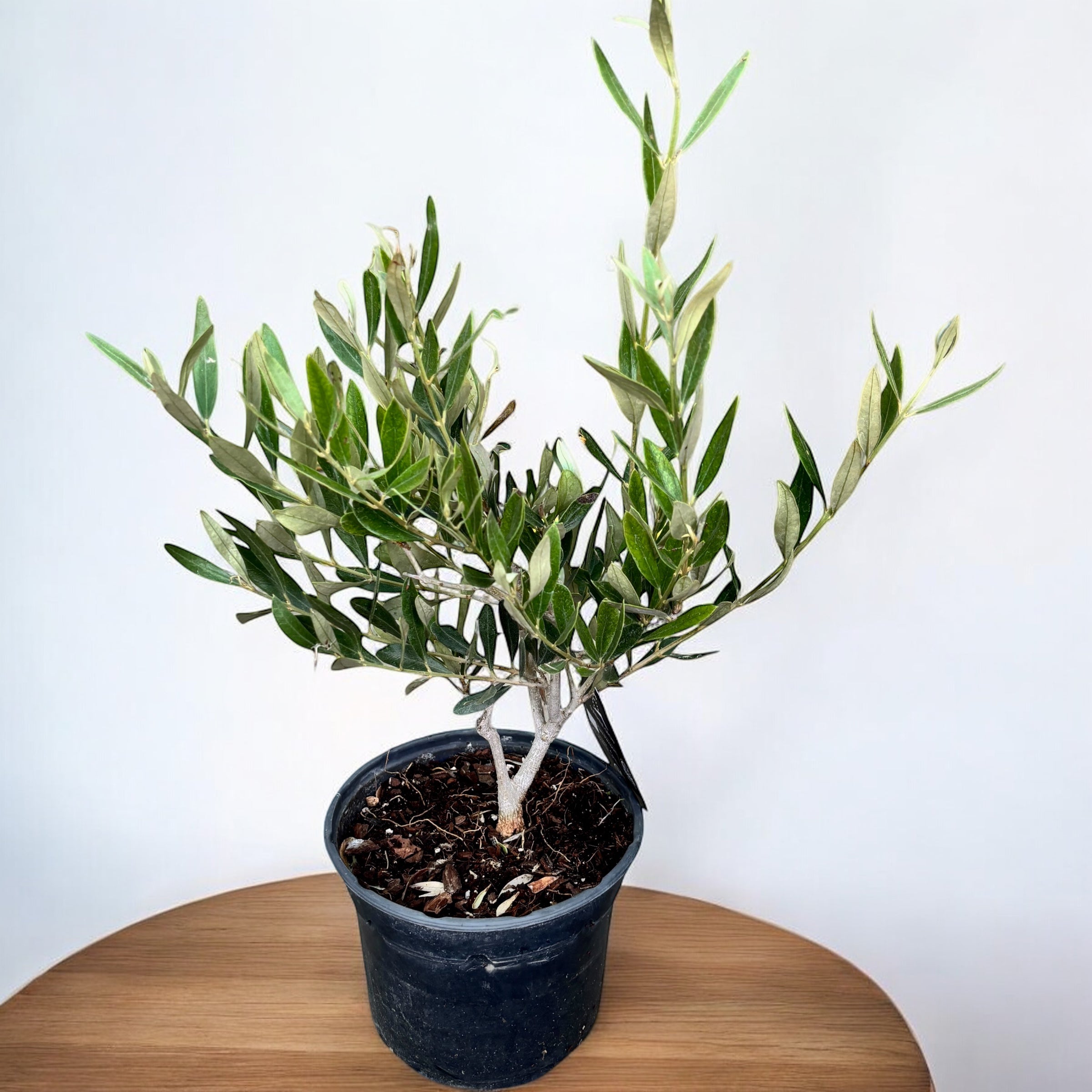 Maslin (Olive tree - Olea Europaea)