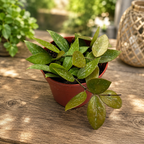 Hoya memoria, volle Töpfe - Topf 12 cm
