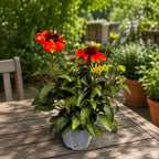 Echinacea purpurea 'Lakota Orange'