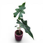 Alocasia 'Jacklyn' (Alocasia Sulawesi, Tandurusa)