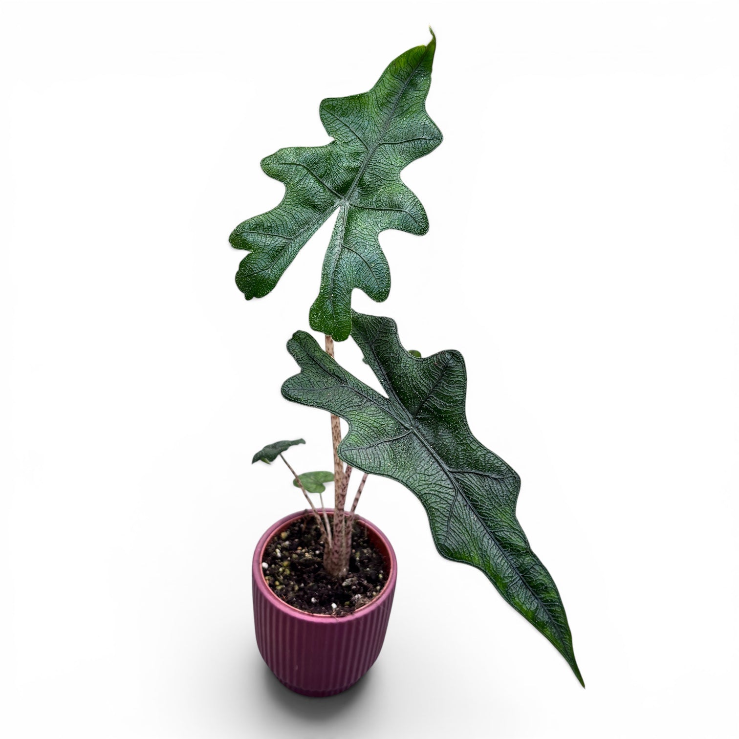 Alocasia 'Jacklyn' (bab növény) 2-3 levél