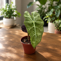 Alocasia 'Polly' Variegata