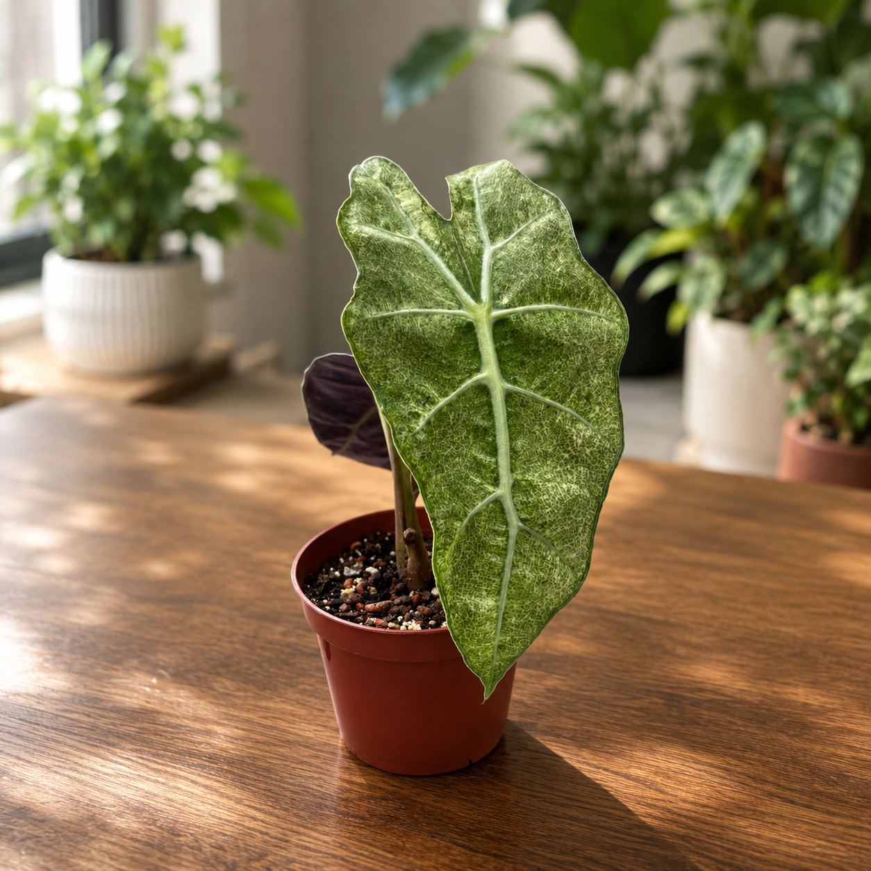 Alocasia 'Polly' Variegata