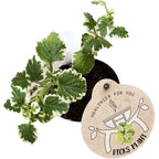 Plectranthus coleoides (Lierre suédois panaché) - feuilles parfumées et panachées