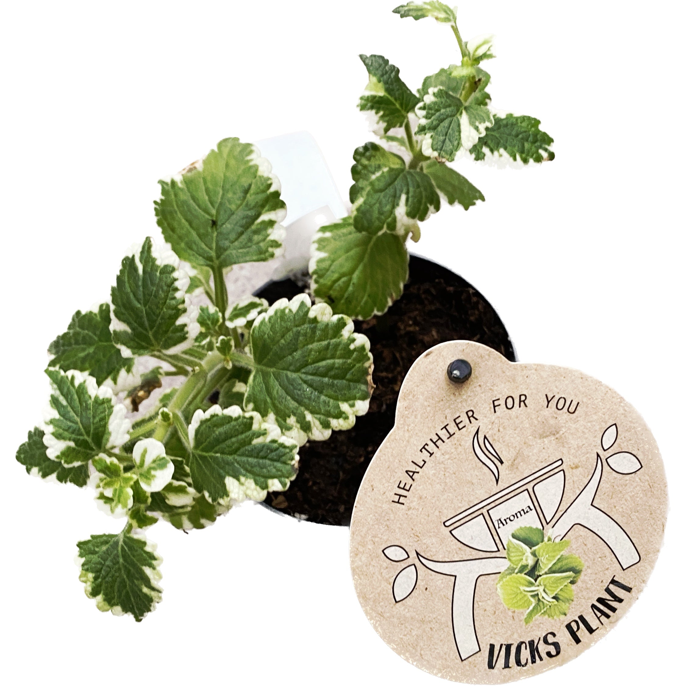 Plectranthus coleoides (Variegated Swedish Ivy) - frunze parfumate si variegate