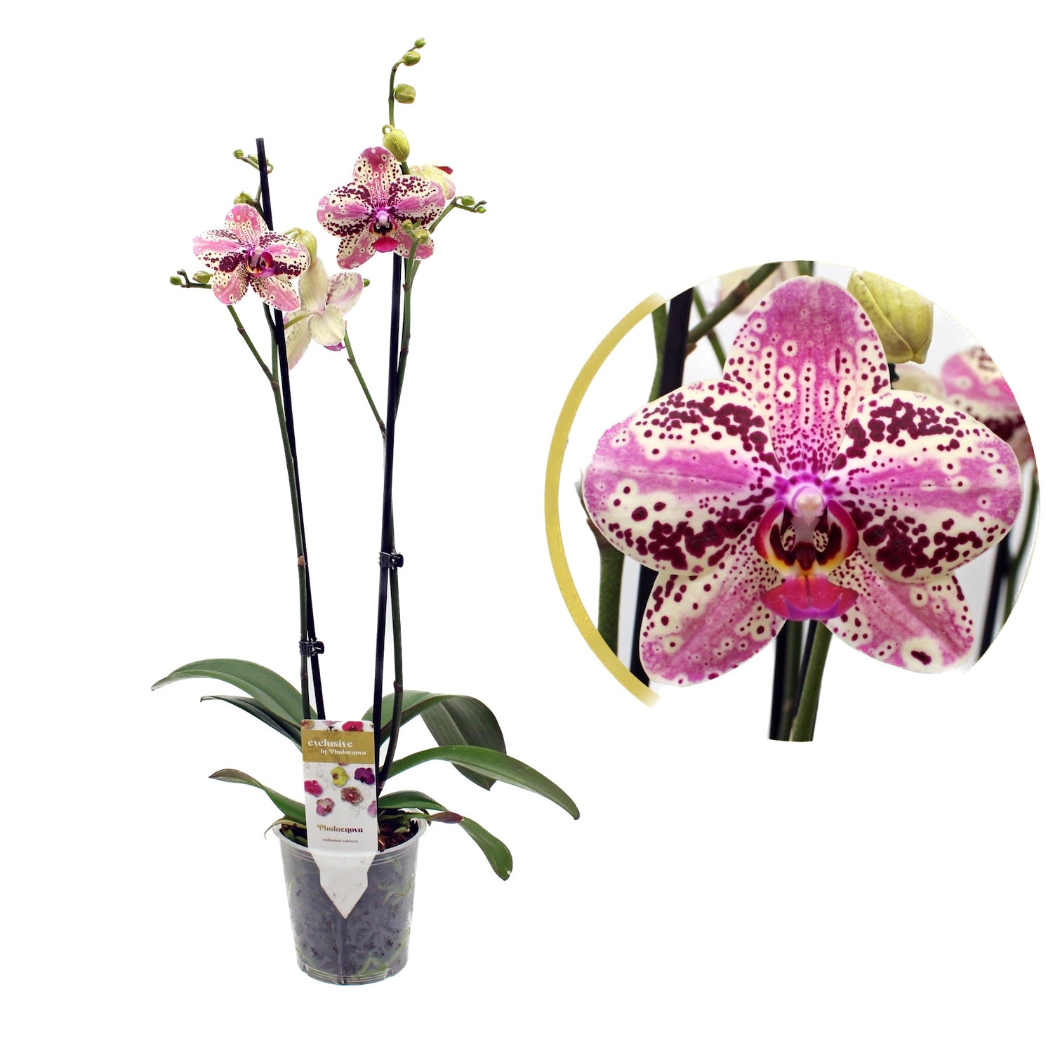 Phalaenopsis Anthura Frontera