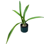 Encyclia cordigera - fragrant