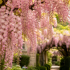 Glicina roz - Wisteria floribunda 'Rosea' (flori parfumate)