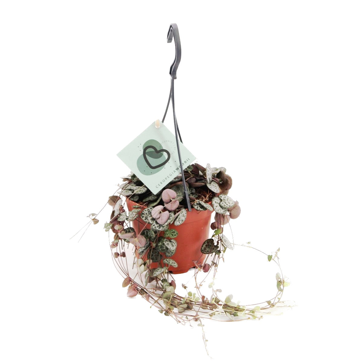 Ceropegia woodii - Lantul inimilor (String of hearts)