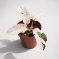 Philodendron 'Snowdrift' D8 (strong variegation) - planta de colectie