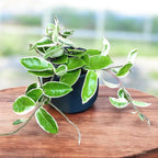 Hoya carnosa 'Krimson Queen' D12 - plné květináče, 3-4 rostliny/květináč