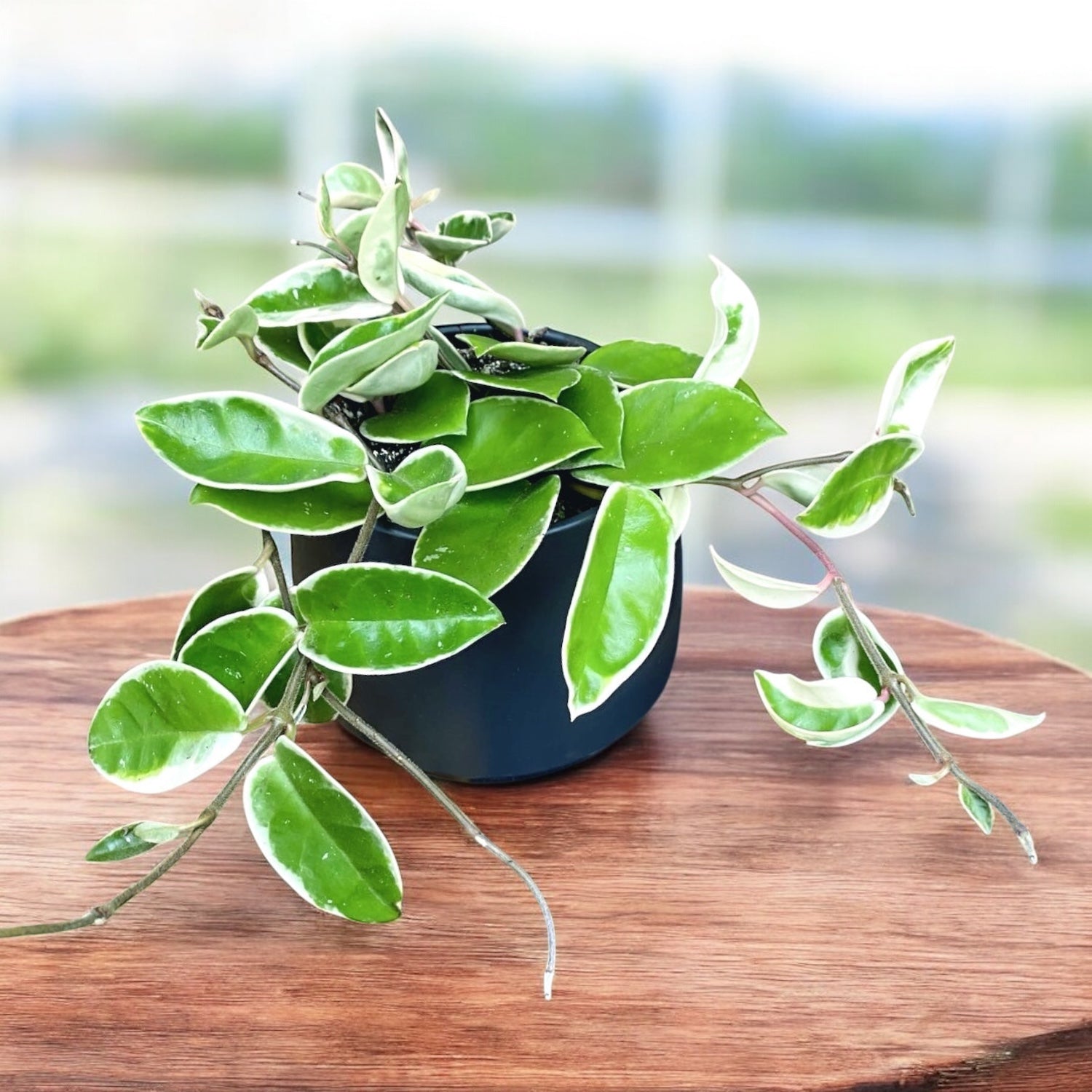 Hoya carnosa 'Krimson Queen' D12 - full pots, 3-4 plante/pot