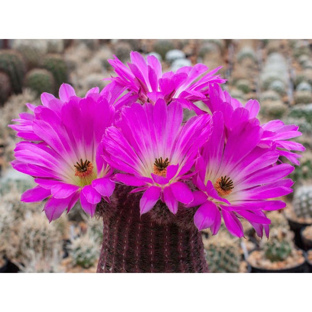 Red-Spined Rainbow Cactus (Echinocereus Rigidissimus var. Rubispinus)