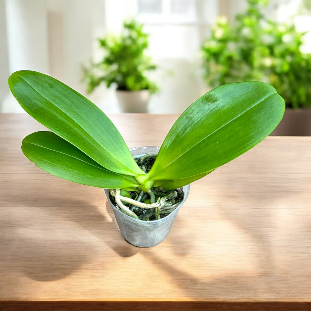 Phalaenopsis YangYang Prince - flori cerate parfumate